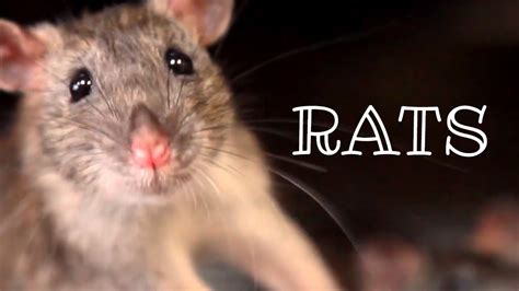 rat urban dictionary|urban rats youtube.